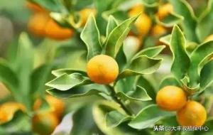 柑橘好的三大品种 (十大柑橘品种排名)