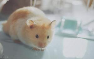 金丝熊寿命有多长(金丝熊认主人吗)