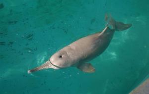 白鳍豚灭绝了吗(白鳍豚是中国哪里特有的国宝)