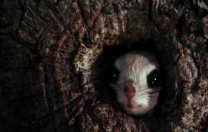 寒号鸟是种什么动物(寒号鸟是鸟类还是鼠类)