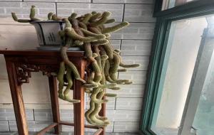 多肉长大后很可怕,越长越怪