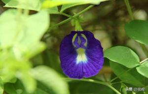 大陆为什么禁卖蝶豆花（蝶豆花什么样）
