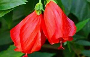 垂花悬铃花的花期 什么时候开花