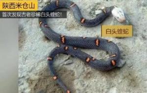 白头蝰是什么动物