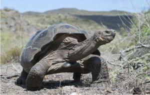 加拉帕戈斯象龟寿命（生活在哪里）