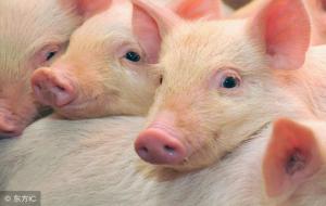 猪来穷 狗来富 猫来披孝布什么意思