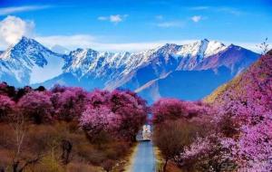 林芝桃花在哪个地方(林芝桃花观赏时间)