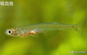 吸血鱼是什么鱼
