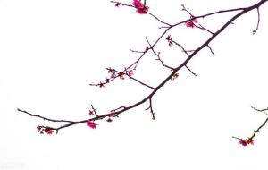 我国国花是什么花（牡丹）