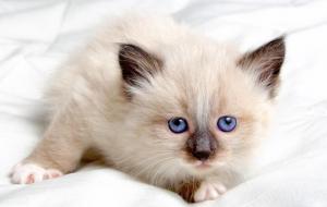 猫怀孕几个月生产(猫怀孕多少天生小猫)