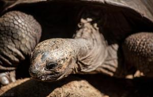 寿命最长的动物