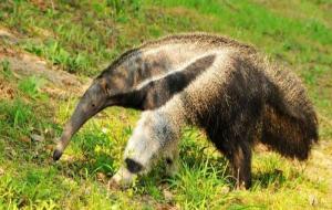 食蚁兽是什么动物（食蚁兽的天敌是谁）