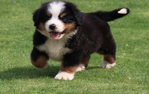 伯恩山犬中国禁养吗(伯恩山犬价格多少钱一只)