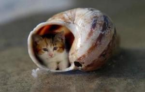 皮堡斯猫多少钱一只(最小的猫真实图片)