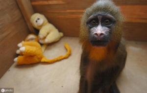 山魈是什么动物