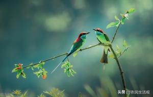 鸟屎掉身上有什么预兆(鸟屎掉身是福