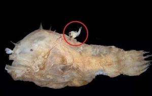 鮟鱇鱼长什么样子(鮟鱇鱼雄性和雌性长在一起)