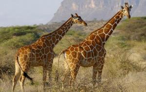 非洲大草原在哪个国家(有什么动物)