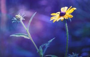 情人之间靠什么维持感情（四个原则）