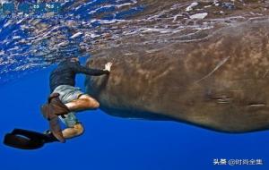 沉香、龙涎香、麝香味道区别(香味像什么)