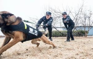 k9是什么意思（k9主要做些什么）