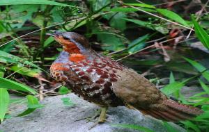 中药材竹鸡什么样（竹鸡的功能和作用）