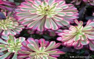 法师多肉为什么不能在家里养