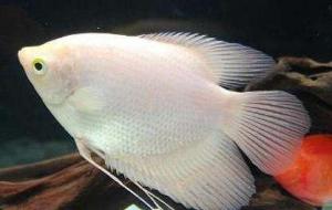 金菠萝鱼好养吗(金菠萝鱼能长多长)