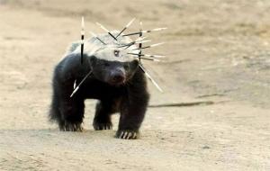 非洲平头哥动物(蜜獾)