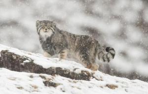 兔狲是什么动物（小型猫科动物里的猛兽）