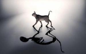 薛定谔的猫死了还是活着(薛定谔的猫被证实了吗)