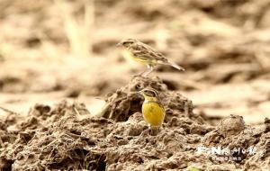 黄胸鹀,国家一级保护动物现身连江