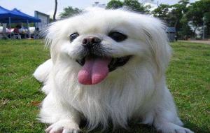 京巴狗寿命一般多少年（多少钱一只）