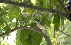 春晓的作者是谁（孟浩然）