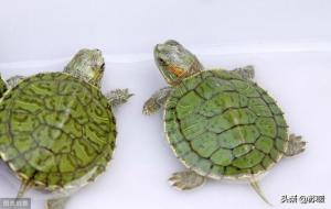 红耳龟怎么养 吃什么(养龟新手宝典)