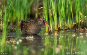 秧鸡是什么鸡（秧鸡是候鸟吗）