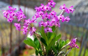 中国象征父亲的花(什么花的花语是父亲)