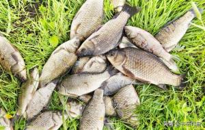 钓鱼为什么禁止用丁香(丁香钓鱼起什么作用)