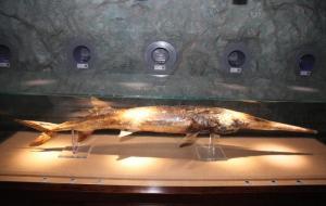 长江特有物种白鲟已灭绝(中国淡水鱼之王已灭绝)