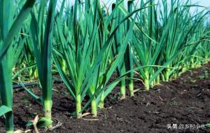 大蒜喜欢啥肥料,大蒜怎么施肥蒜头大