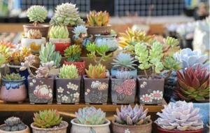 奔龙多肉植物怎么扦插(多肉叶插技巧)