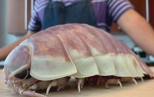 大王具足虫能吃吗（营养价值）