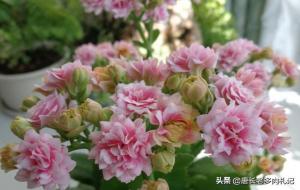 长寿花为啥不吉利(长寿花为什么致癌)