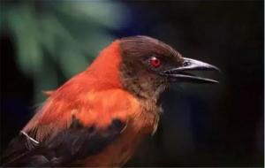 鸩鸟是什么鸟(鸩鸟真的存在吗)