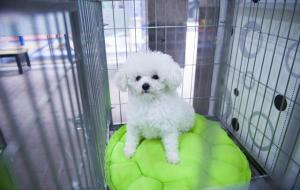 星期狗是什么意思(星期狗的特征)