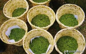 碧螺春茶叶的产地(江苏省吴县太湖之滨)