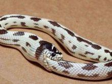 环箍蛇长什么样（环箍蛇为什么吃自己）