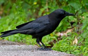 鸹貔是什么意思(鸹貔是不是夸人的)