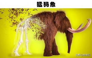 人类最想复活的动物有哪些(十大古动物)