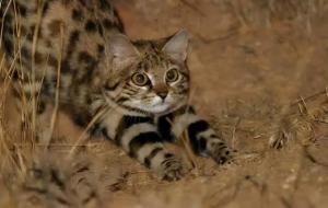 黑足猫(被全世界禁养)